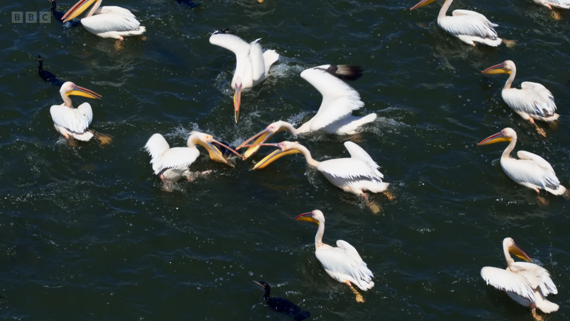 Great white pelican (Pelecanus onocrotalus) as shown in Seven Worlds, One Planet - Europe